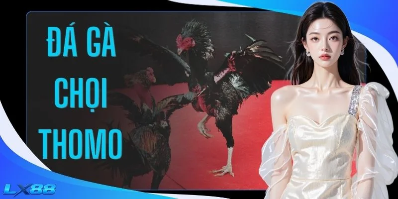 Đá Gà Chọi Thomo
